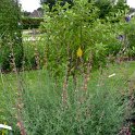 Agastache rupestris (2)